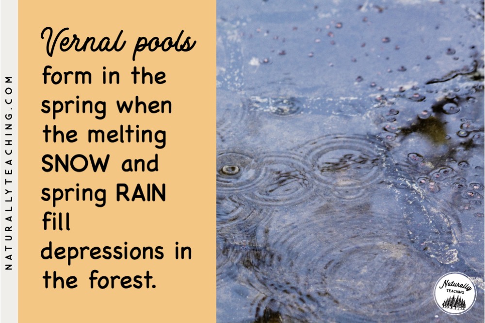 Vernal pools look like puddles in the forest but are actually temporary ponds made from melting snow and rain.