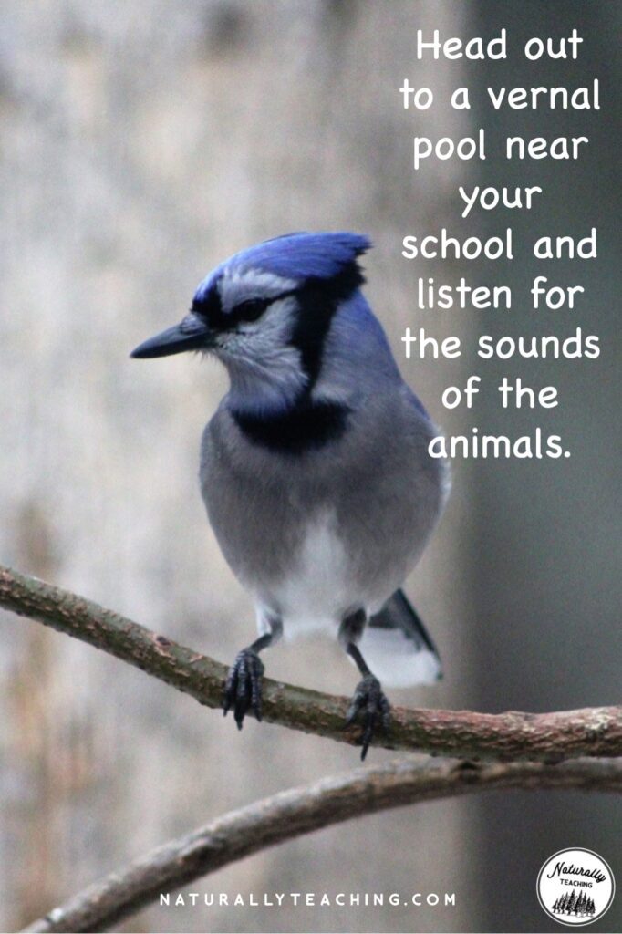 Vernal pools are a great place to find animals making noise including birds and frogs.