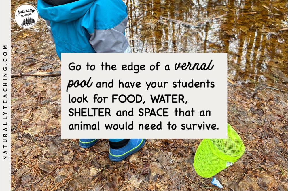 Vernal pools supply everything that certain animals need including food, water, shelter, and space.