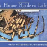 A House Spider's Life by John Himmelman