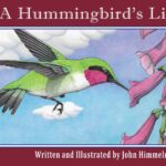 A Hummingbird's Life by John Himmelman