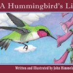 A Hummingbird's Life by John Himmelman
