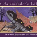 A Salamander's Life by John Himmelman