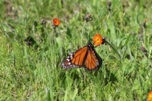 Read about which butterfly looks like a monarch and 4 other butterfly survival techniques
