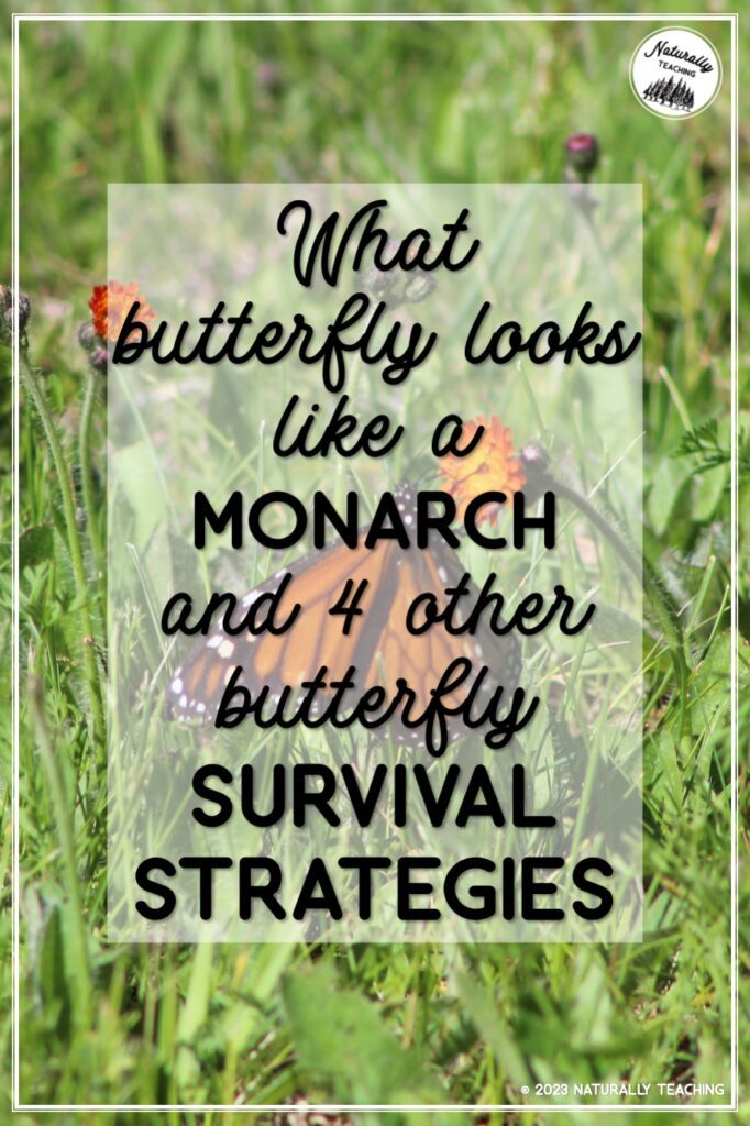 Read about which butterfly looks like a monarch and 4 other butterfly survival techniques