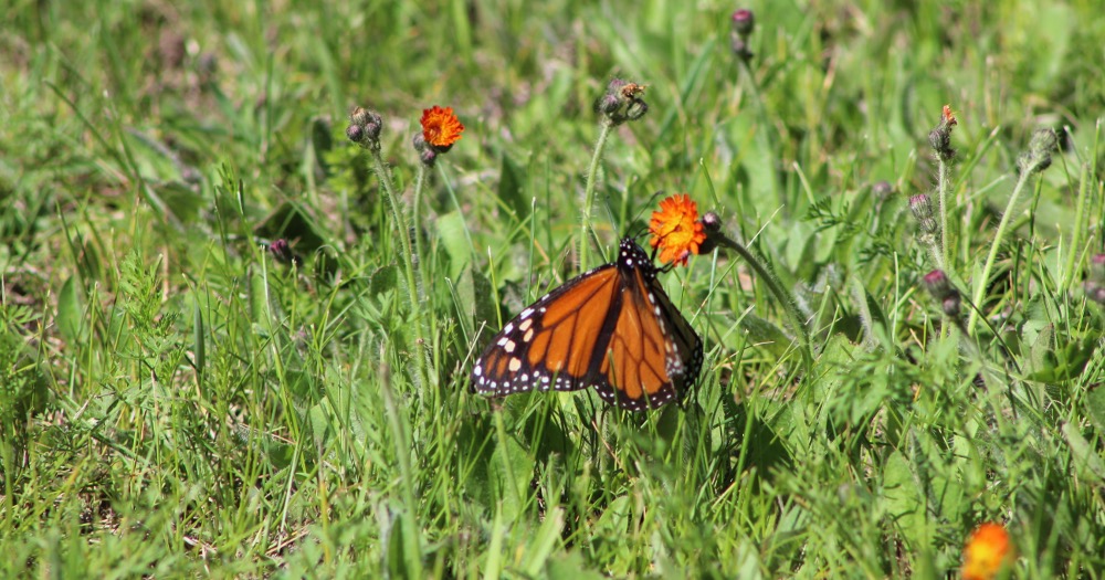 What Butterfly Looks Like a Monarch and 4 Other Butterfly Survival Strategies