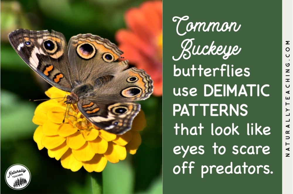 Deimatic patterns is a survival technique used by butterflies to avoid predators.