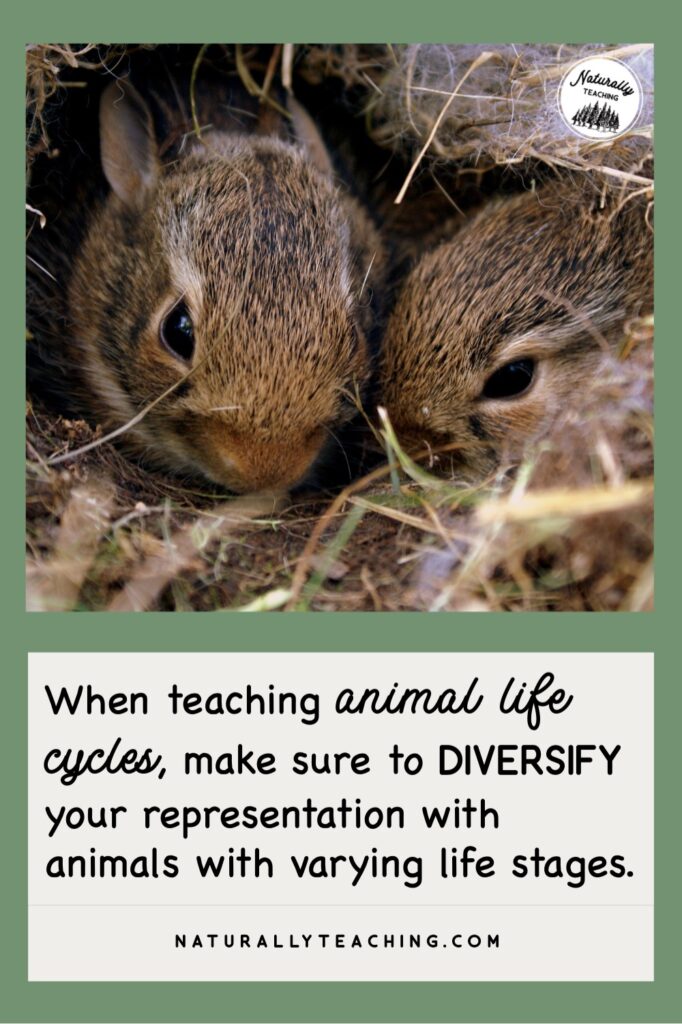 There are many different types of animal life cycles and it will benefit your students to study a variety of life cycle types.