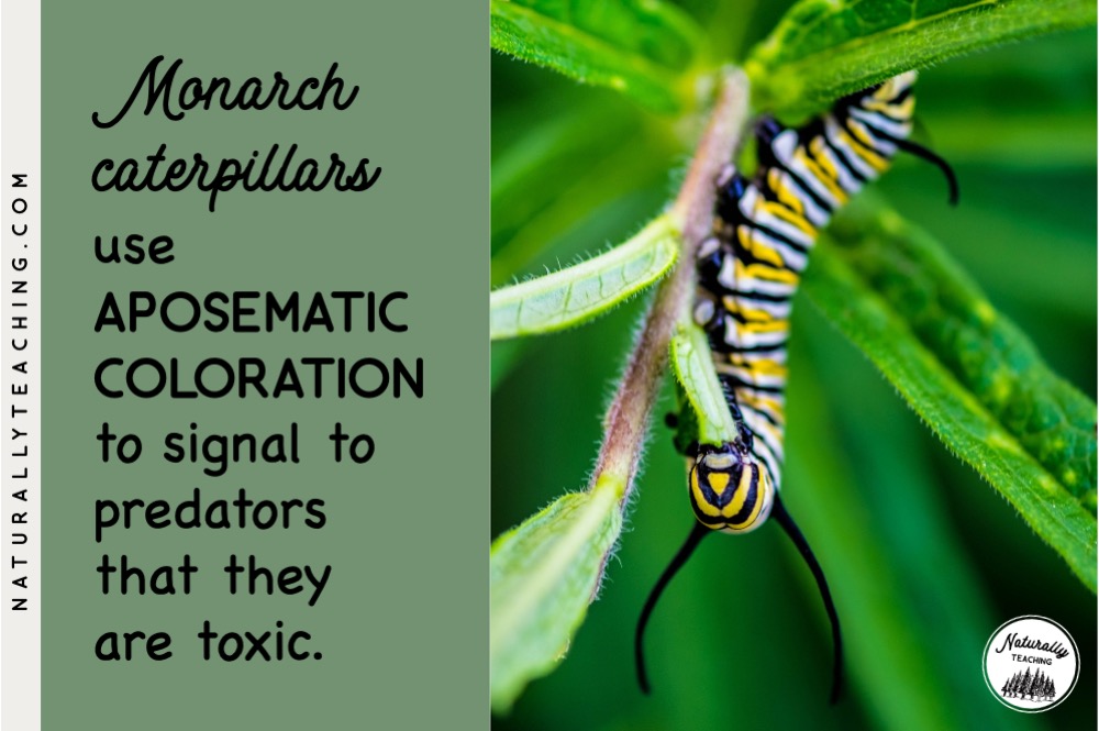 Aposematic coloration is a survival technique used by butterflies to avoid predators.