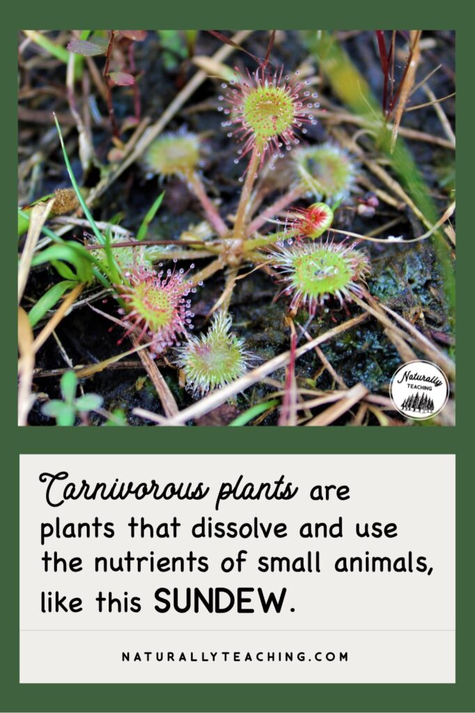 Sundew is a carnivorous plant that takes advantage of the weather of summer to get the nutrients it needs from invertebrates.