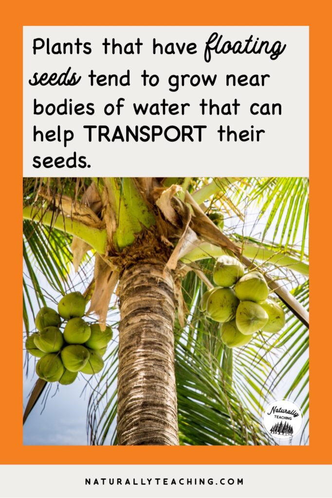 Coconuts are an example of floating seeds that use nearby water to travel to a location away from the parent plant.