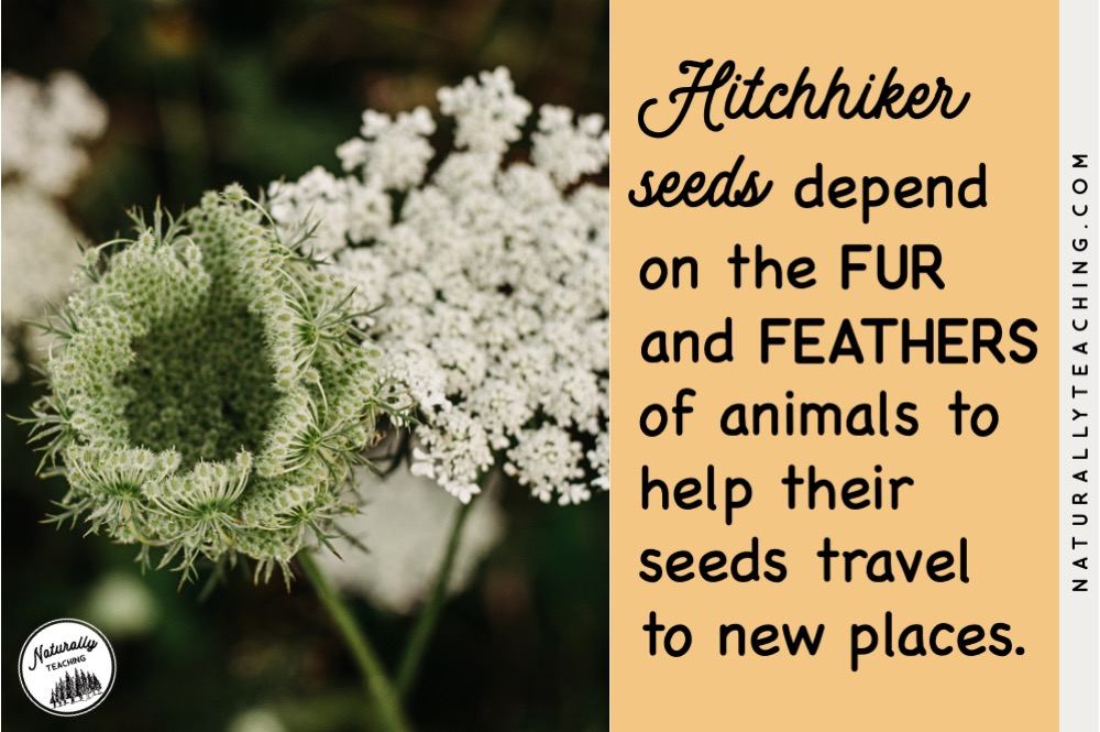 Queen Anne's Lace has sticky barbs that will attach to the fur and feathers of animals that brush passed them.