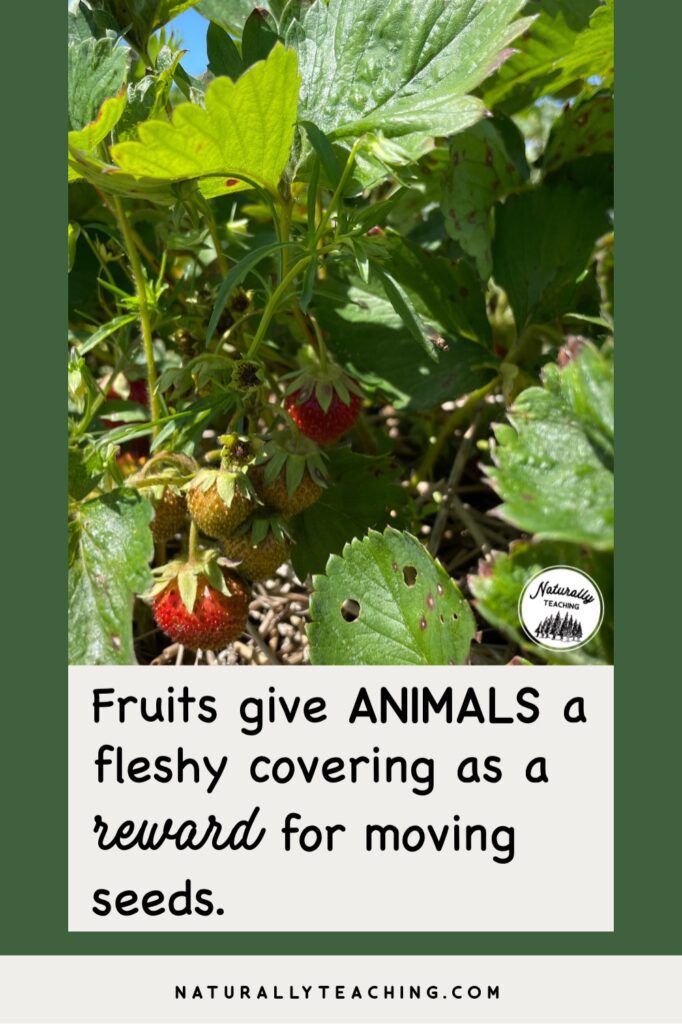 Strawberries have a tasty covering that provides energy in exchange for the animal eating the seed and moving it to a new location.