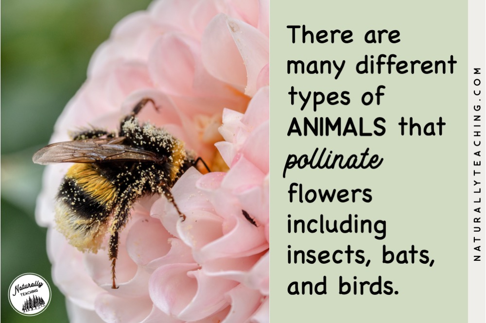 Many plants use animals, like this bumblebee, to pollinate their flowers.
