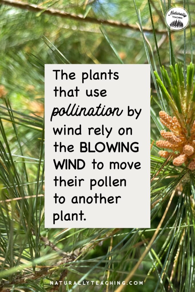 Some plants are pollinated by the wind like many conifer trees and grasses.