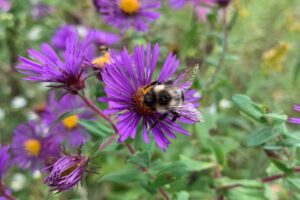 Read about pollination for plants and how they can help you in your elementary classroom