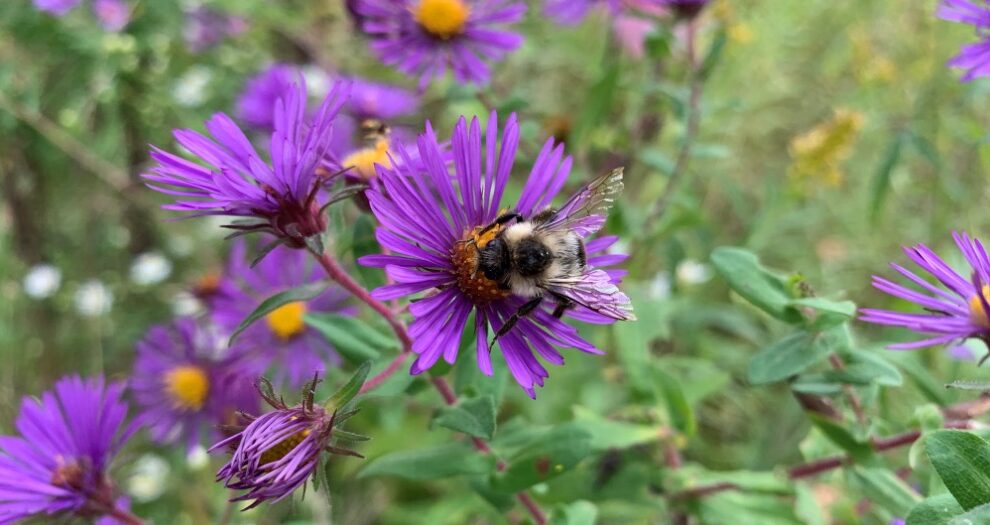 Read about pollination for plants and how they can help you in your elementary classroom