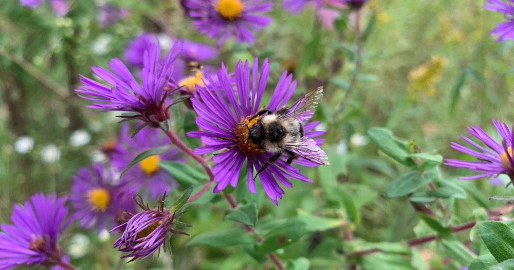 Pollination for Plants: How to Use “Flowers Are Calling” for Effective Teaching