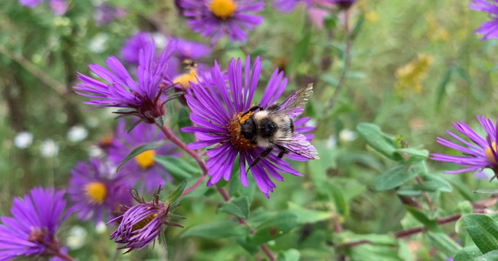 Read about pollination for plants and how they can help you in your elementary classroom