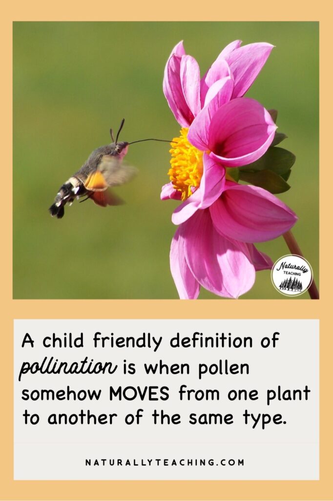 This Hummingbird moth is pollinating the flower by accidentally moving pollen from one flower to another.