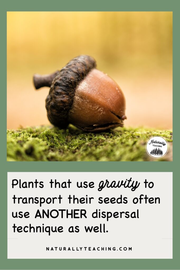 Acorns are a type of seed that uses gravity to move from the parent plant to the ground in order to grow.