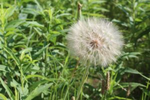 Read about seed dispersal types and how they can help you in your elementary classroom