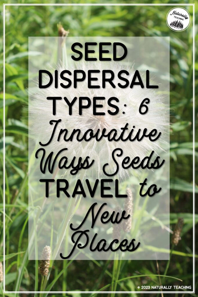 Read about seed dispersal types and how they can help you in your elementary classroom