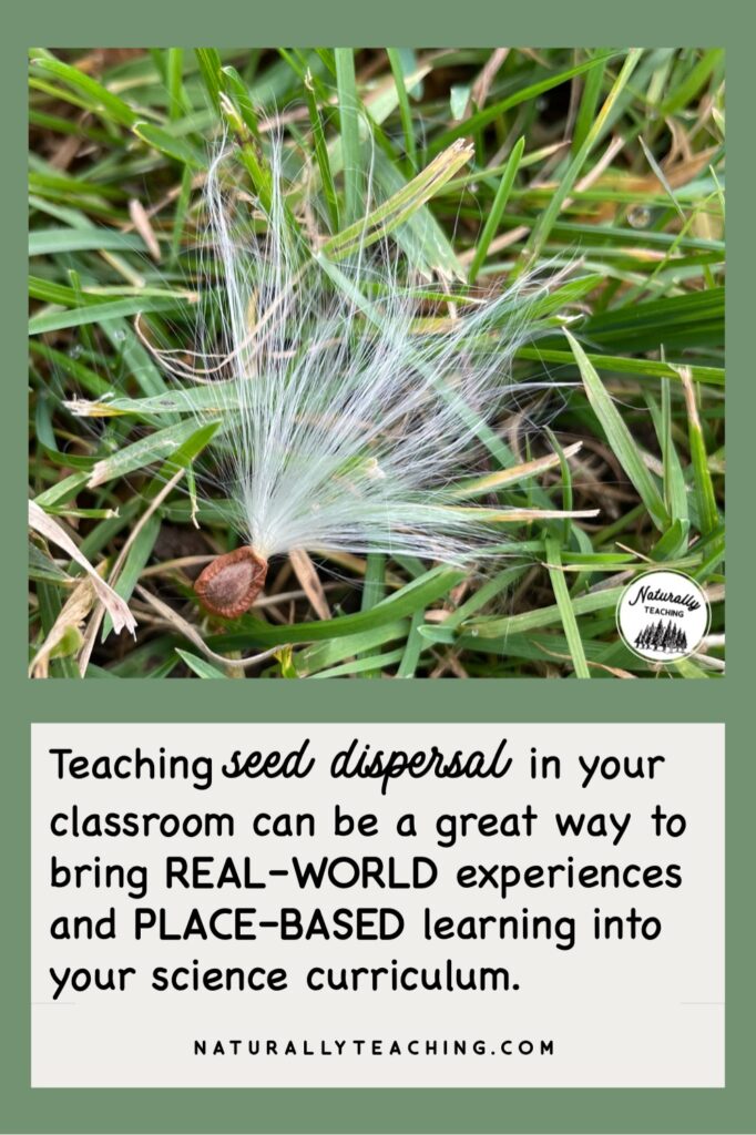 Milkweed seeds use the wind to travel; these seeds can create a lot of opportunity for your students to engage their scientific skills to understand how they move.