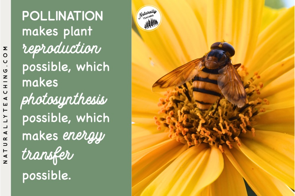 Learning about pollination helps create a better understanding of all other concepts about plants.
