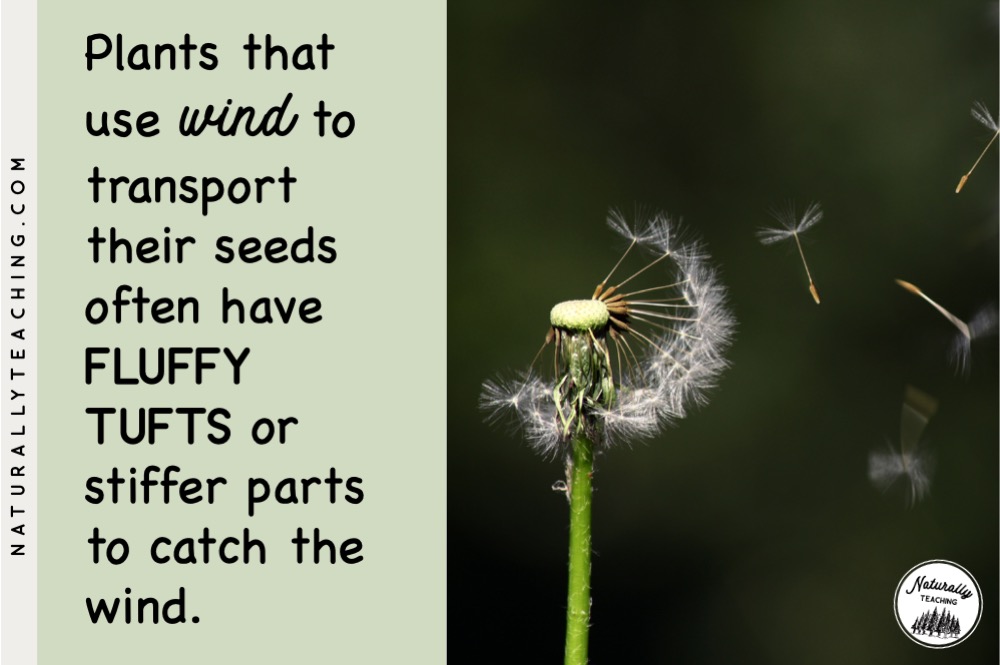 Dandelion seeds are one of the best known seeds that ride on the wind to new places.