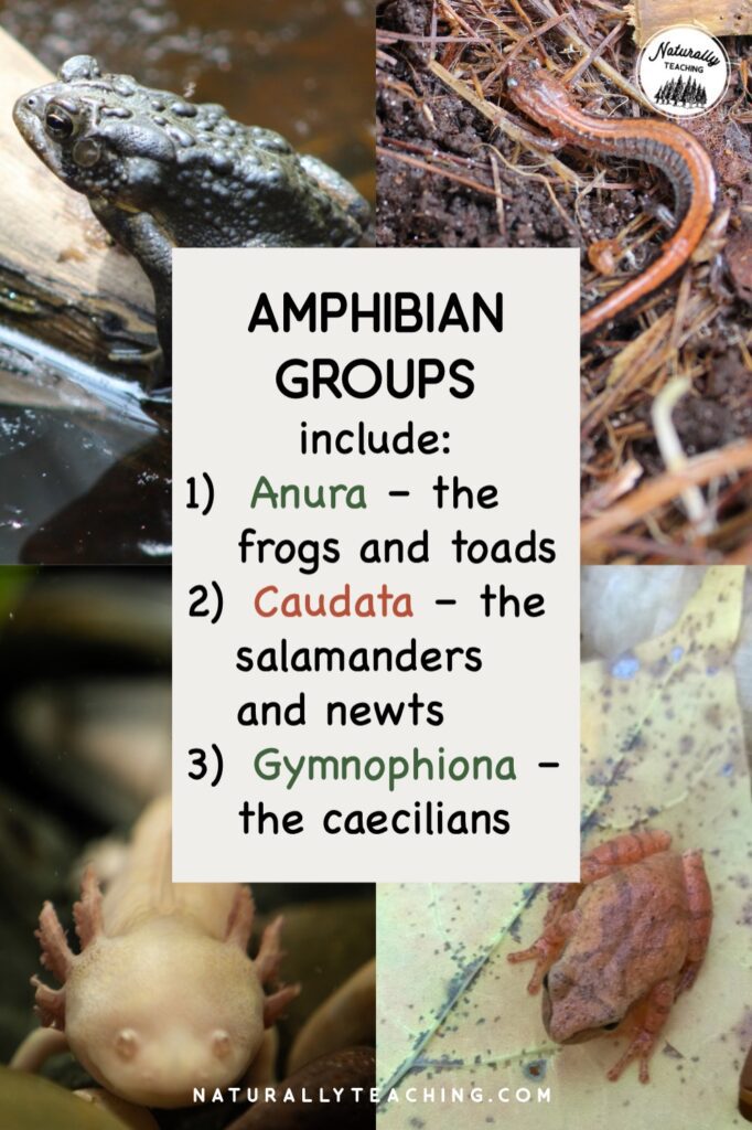 There are three groups of animals that are part of the amphibian class: Anura, Caudata, and Gymnophiona.