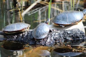 Read about amphibians vs reptiles and how it can help you in your elementary classroom