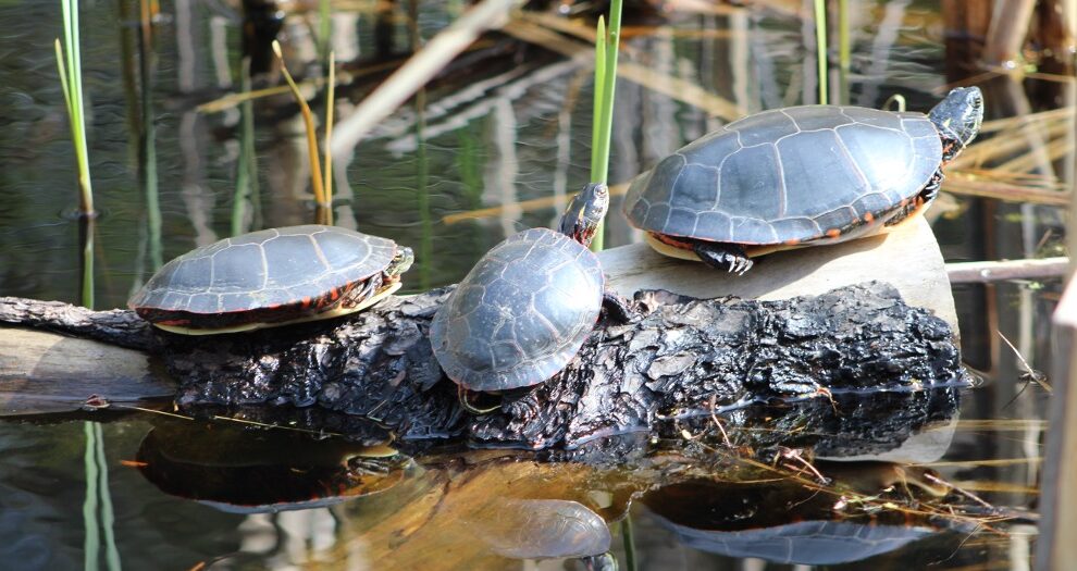 Read about amphibians vs reptiles and how it can help you in your elementary classroom