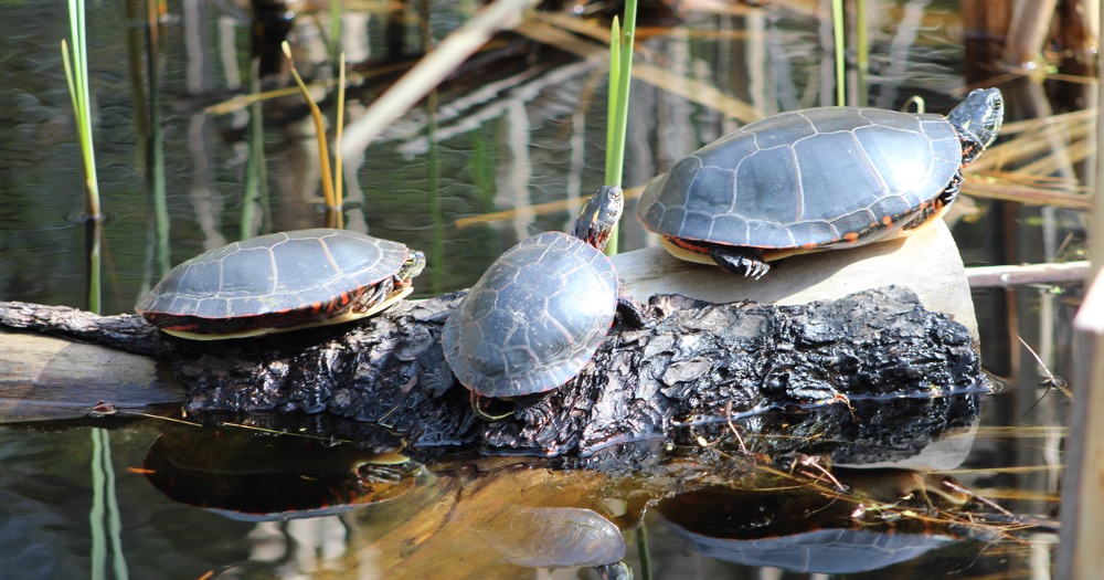 Amphibians Vs Reptiles: How to Teach the Difference in Your Elementary