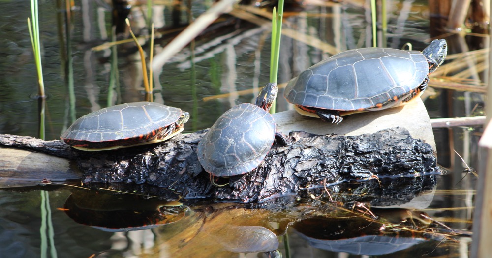 Read about amphibians vs reptiles and how it can help you in your elementary classroom