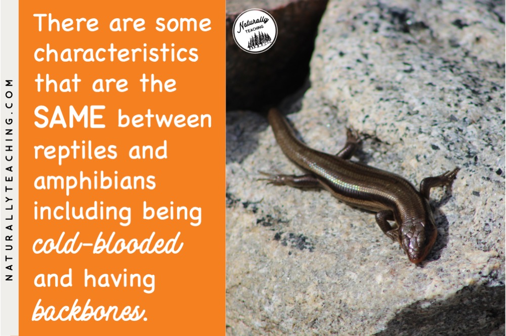 Reptiles and amphibians share the characteristics of being cold-blooded and having backbones.