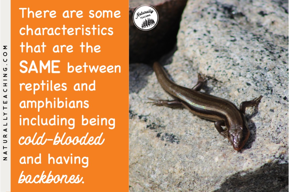 Amphibians Vs Reptiles: How to Teach the Difference in Your Elementary