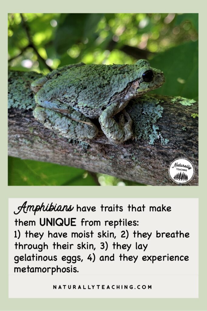 Amphibians are a unique group of animals that are cold-blooded, have backbones, have moist skin, can breathe through their skin, lay gelatinous eggs, and experience metamorphosis.