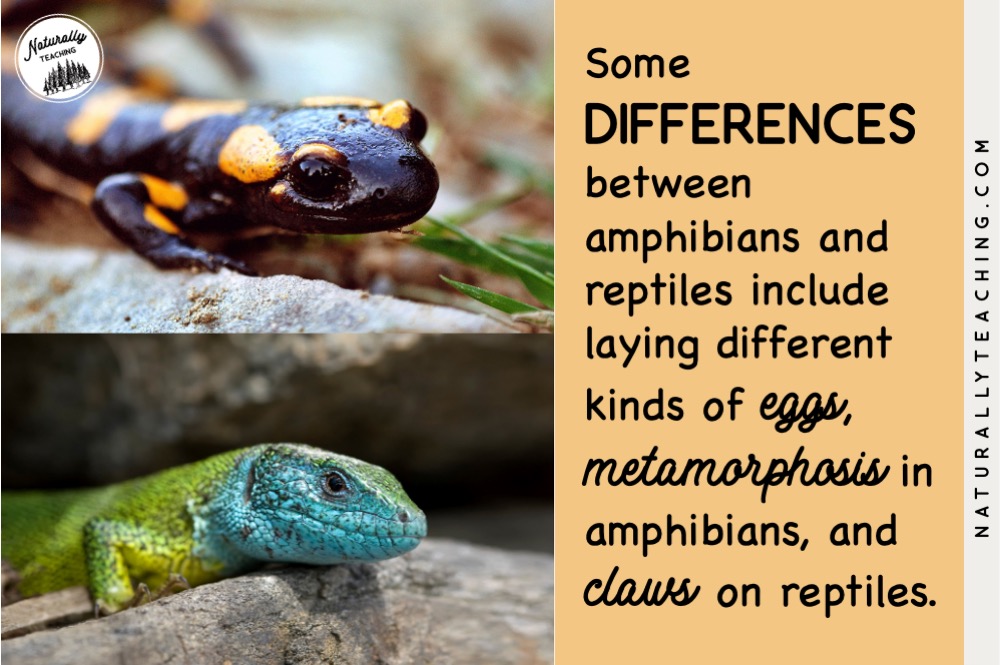 Reptiles and amphibians differ by the characteristics of laying different kinds of eggs, amphibians experience metamorphosis, and reptiles have claws.