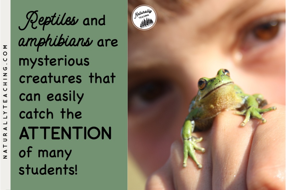 Teaching about amphibians vs reptiles can help you with your animal classification units, life cycle studies, and more.