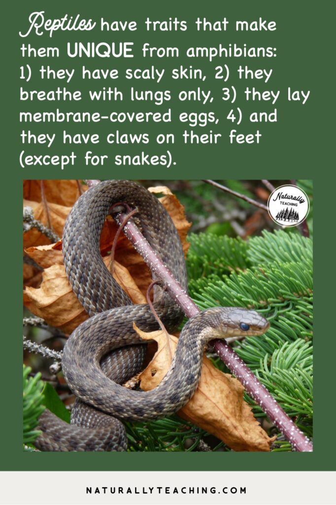 Reptiles are a unique group of animals that are cold-blooded, have backbones, have scaly skin, breathe using lungs, lay membrane-covered eggs, and have claws.