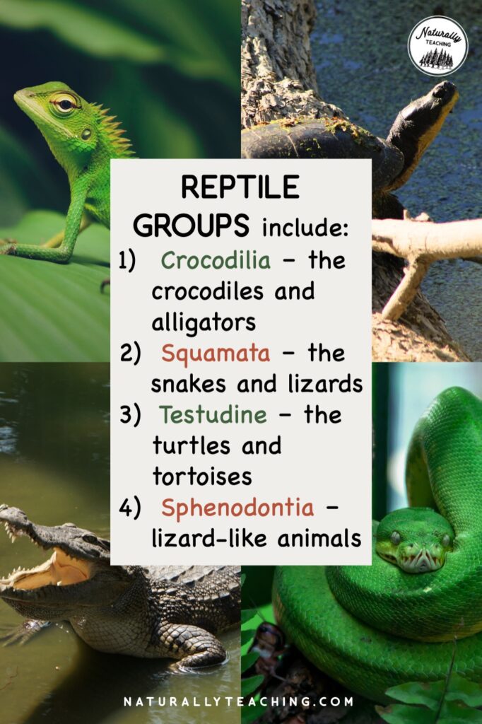 There are four groups of animals that are part of the reptile class: Crocodilia, Squamata, Testudine, and Sphenodontia.