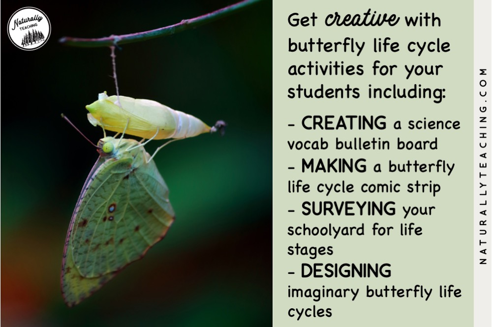 There are many different butterfly life cycle activities that you can do with your students both inside and outside.