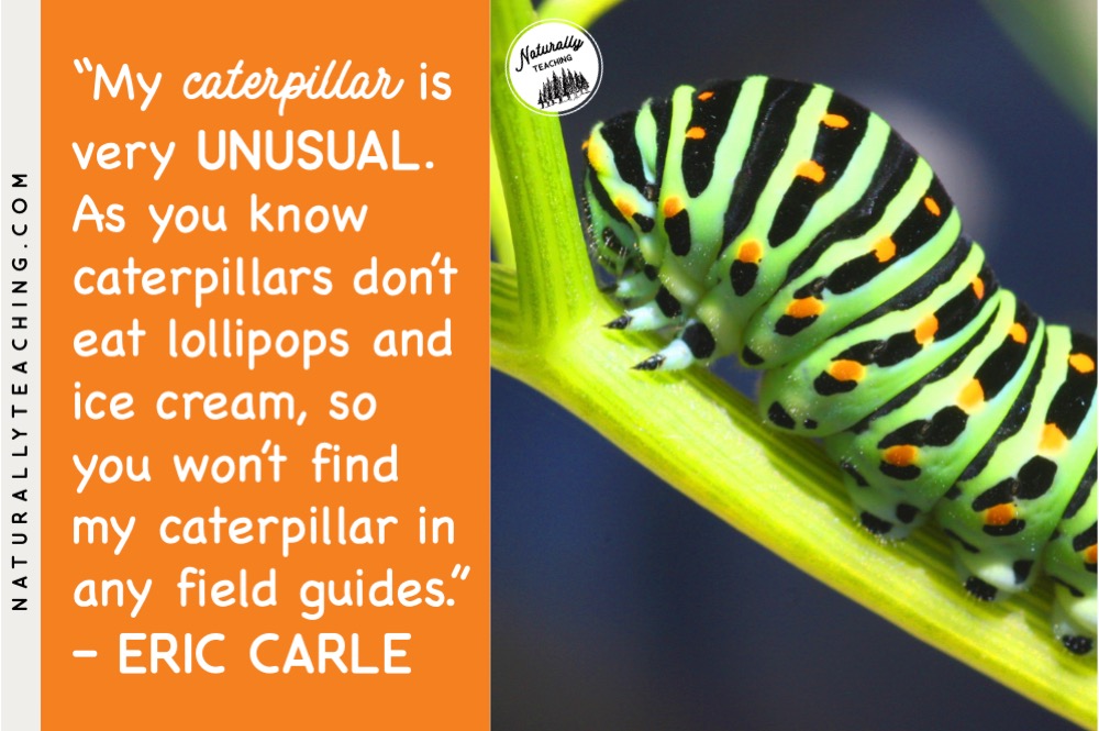 Eric Carle has a scientific and non-scientific explanation for why he used cocoon instead of chrysalis in his story "The Very Hungry Caterpillar".