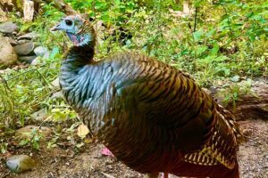If you're talking about turkey facts this November check out this article and how it can help you in your elementary classroom