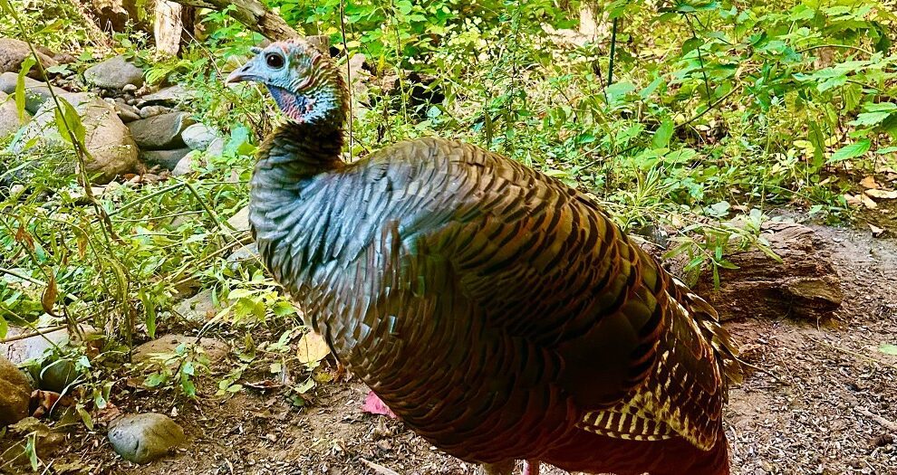 If you're talking about turkey facts this November check out this article and how it can help you in your elementary classroom