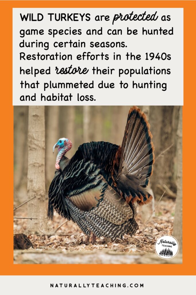 Are turkeys protected? Turkeys, like this male turkey, were previously hunted which led to low populations. Restoration efforts have restored their populations.