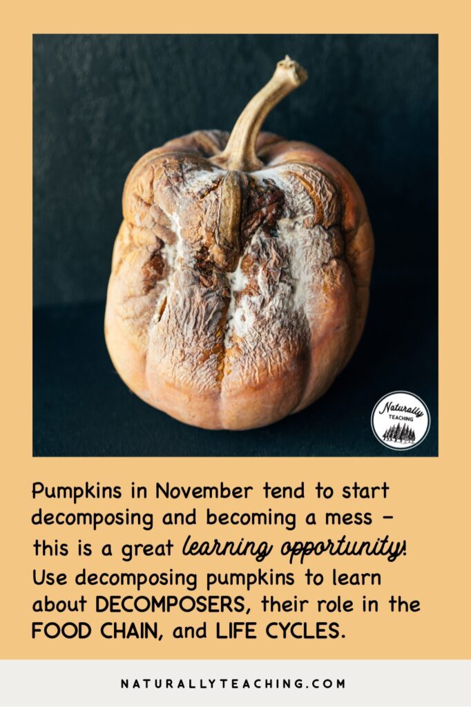 Decomposing pumpkins in November are a great learning opportunity for discussing decomposers and their role in food chains as well as plant life cycles.