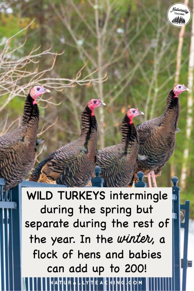 How many turkeys are in a flock? Flocks can vary in sizes, but like these female turkeys, winter is a time that turkeys gather together for the best chance at survival.