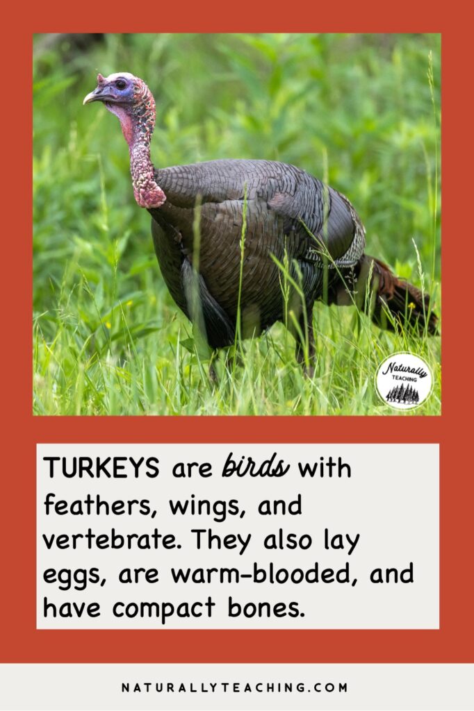 Turkey characteristics include feathers, wings, vertebrae, laying eggs, being warm-blooded, and having compact bones just like this female turkey.